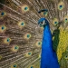 peacock colours