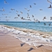 Costa da Caparica, Seagull beach